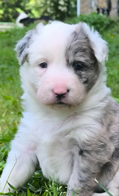 chiot border collie bleu merle