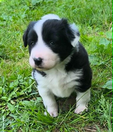 chiot Border colllie