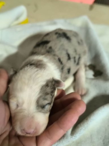 Un chiot nouveau-né aux pelages tachetés, reposant dans la main d'un humain.