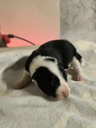 Un chiot noir et blanc couché sur un tissu, avec un fond flou.